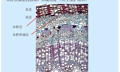 胎羊羔的功效与作用图片专区_胎羊羔的功效与作用是什么专区_胎羊羔的功效与作用网